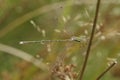 Closeup on a migrant spreadwing or shy emerald damselfly, Lestes barbarus hanging in the vegetation Royalty Free Stock Photo
