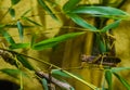 Closeup of a migratory locust sitting on a branch, insect from Africa and Asia