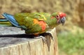 Closeup military macaw on wood trunk