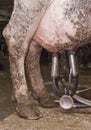 Closeup of Milk Suction Tubes for Milking Cow