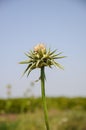 Closeup of milk thistle flower, (Silybum marianum)