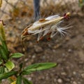 Closeup of Milkweed seed pod open and releasing brown seeds and white silky fluff