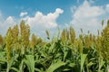 Closeup Millet field Royalty Free Stock Photo