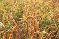 Closeup of millet plant in the field Royalty Free Stock Photo