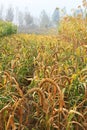 Closeup of millet plant in the field Royalty Free Stock Photo