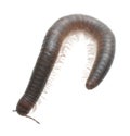 Millipede isolated on white background