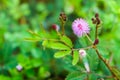 Closeup of Mimosa pudica flower from Thailand, Southeast Asia