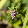 Closeup of Mimulus ringens (Allegheny monkeyflower) in sunlight