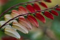 Closeup of Mina lobata or Ipomoea lobata or Spanish flag or fire vine or firecracker vine Royalty Free Stock Photo