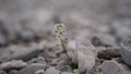 Closeup of a Mini alpine flower growing in a bed of rocks and gravel Royalty Free Stock Photo