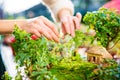 Closeup of mini garden with small trees and house