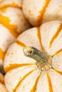 Closeup of Mini Tiger pumpkins