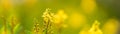 Closeup of mini yellow flower on blurred gereen background under sunlight with copy space using as background natural plants Royalty Free Stock Photo