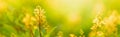 Closeup of mini yellow flower on blurred gereen background under sunlight with copy space using as background natural plants Royalty Free Stock Photo