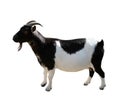 Closeup of a miniature black and white goat isolated on white background