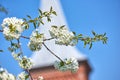 Closeup of Mirabelle flowers blooming in spring against blur blue sky background. Pretty white flower twigs blossoming Royalty Free Stock Photo