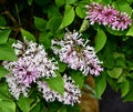 Closeup of Miss Kim Lilac flowers Royalty Free Stock Photo