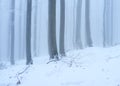 Closeup of a misty snowy forest view with deciduous trees in the winter morning Royalty Free Stock Photo