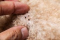 Closeup of mite and fleas infected on dog fur skin