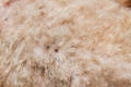 Closeup of mite and fleas infected on dog fur skin