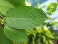 Closeup Mitragynine, Mitragyna speciosa, Kratom green leaf Royalty Free Stock Photo