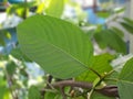 Closeup Mitragynine, Mitragyna speciosa, Kratom green leaf Royalty Free Stock Photo