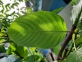 Closeup Mitragynine, Mitragyna speciosa, Kratom green leaf, sunshine on the back of leaf Royalty Free Stock Photo