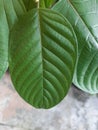 Mitragynine, Mitragyna speciosa, Kratom green leaf