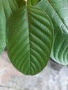 Mitragynine, Mitragyna speciosa, Kratom green leaf Royalty Free Stock Photo