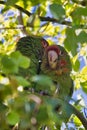 Closeup of a Mitred parakeet couple perched on a tree branch Royalty Free Stock Photo