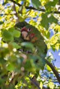 Closeup of a Mitred parakeet couple perched on a tree branch Royalty Free Stock Photo