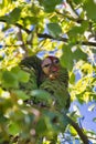 Closeup of a Mitred parakeet couple perched on a tree branch Royalty Free Stock Photo