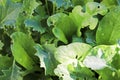 Closeup of mixed baby lettuce greens with water droplets