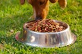 Closeup mixed breed dog eating from metal bowl with fresh crunchy food sitting on green grass, animal nutrition concept