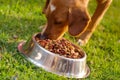 Closeup mixed breed dog eating from metal bowl with fresh crunchy food sitting on green grass, animal nutrition concept