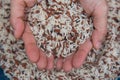 Closeup Mixed White and brown rice, colorful rice grain in hand