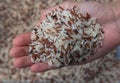 Closeup Mixed White and brown rice, colorful rice grain in hand