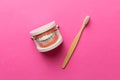 Closeup model of a human jaw with white teeth and Toothbrush. Dentistry conceptual photo. Prosthetic dentistry. False