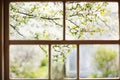 Closeup of modern white lace curtains with view through glass window on garden in spring or summer with sakura, cherry blossom Royalty Free Stock Photo