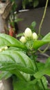 Closeup of Mogra flower bud on the plant.