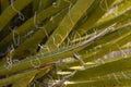 Closeup Mojave yucca leaf in wild