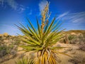 Closeup of a Mojave yucca or Spanish dagger plant growing in Joshua Tree National Park, USA Royalty Free Stock Photo