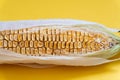 Closeup of moldy dried corn at yellow background, Royalty Free Stock Photo