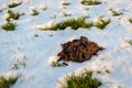 Closeup of a molehill in the snow