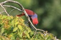 Closeup of a Moluccan eclectus, Eclectus roratus, parrot bird Royalty Free Stock Photo