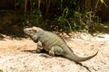 Closeup of a Mona ground iguana (Cyclura stejnegeri) sitting on the ground