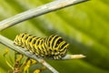 Closeup of a Monarch butterfly caterpillar feeding on leaves. Royalty Free Stock Photo