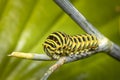 Closeup of a Monarch butterfly caterpillar feeding on leaves Royalty Free Stock Photo