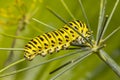 Closeup of a Monarch butterfly caterpillar feeding on leaves Royalty Free Stock Photo