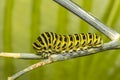 Closeup of a Monarch butterfly caterpillar feeding on leaves Royalty Free Stock Photo